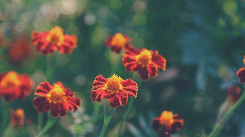 Close-up of orange flowers