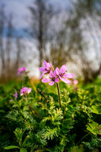 Close-up of pink flowering plant on field