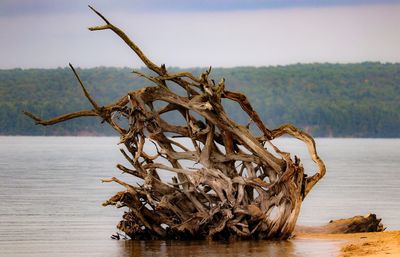 Close-up of dead tree by sea against sky