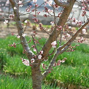 Close-up of cherry blossom tree