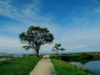 Tree on field by sea against sky