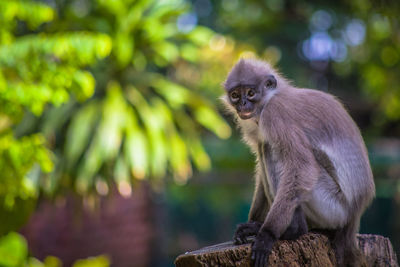 Monkey sitting on tree