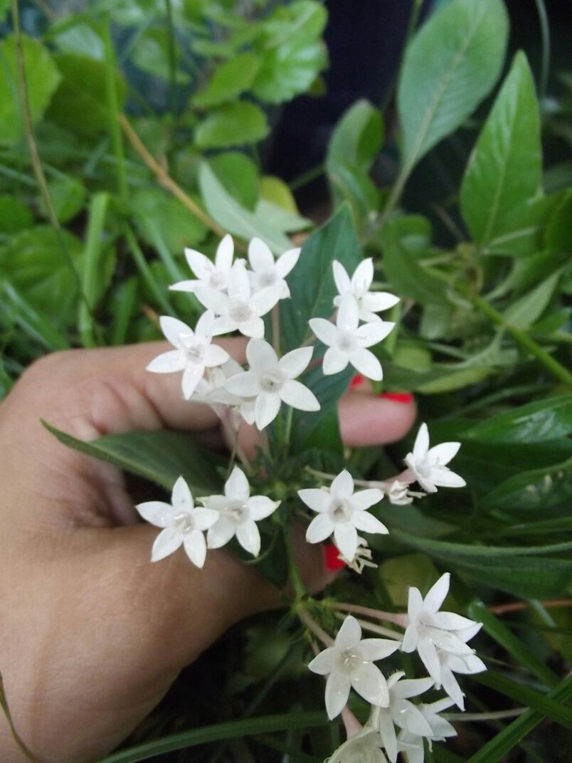 person, flower, holding, freshness, part of, petal, fragility, white color, human finger, cropped, flower head, close-up, unrecognizable person, personal perspective, leaf, focus on foreground, growth