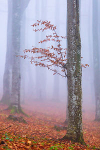 Trees in forest during foggy weather