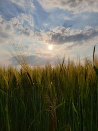 Scenic view of wheat field against sky