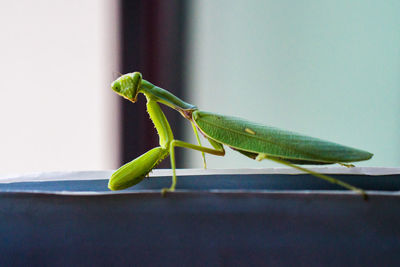 Close-up of grasshopper