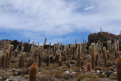 Panoramic view of cactus in desert against sky