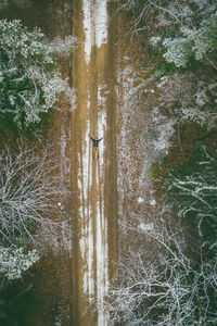 Man lying on road amidst trees in forest