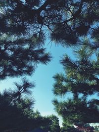 Low angle view of trees