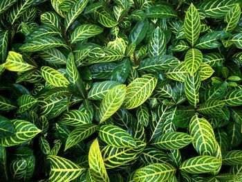 Full frame shot of green leaves