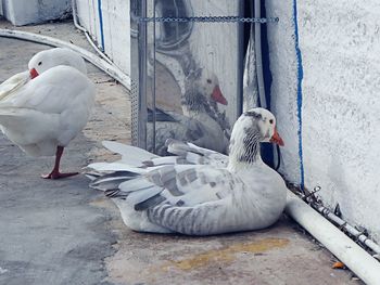 Close-up of birds