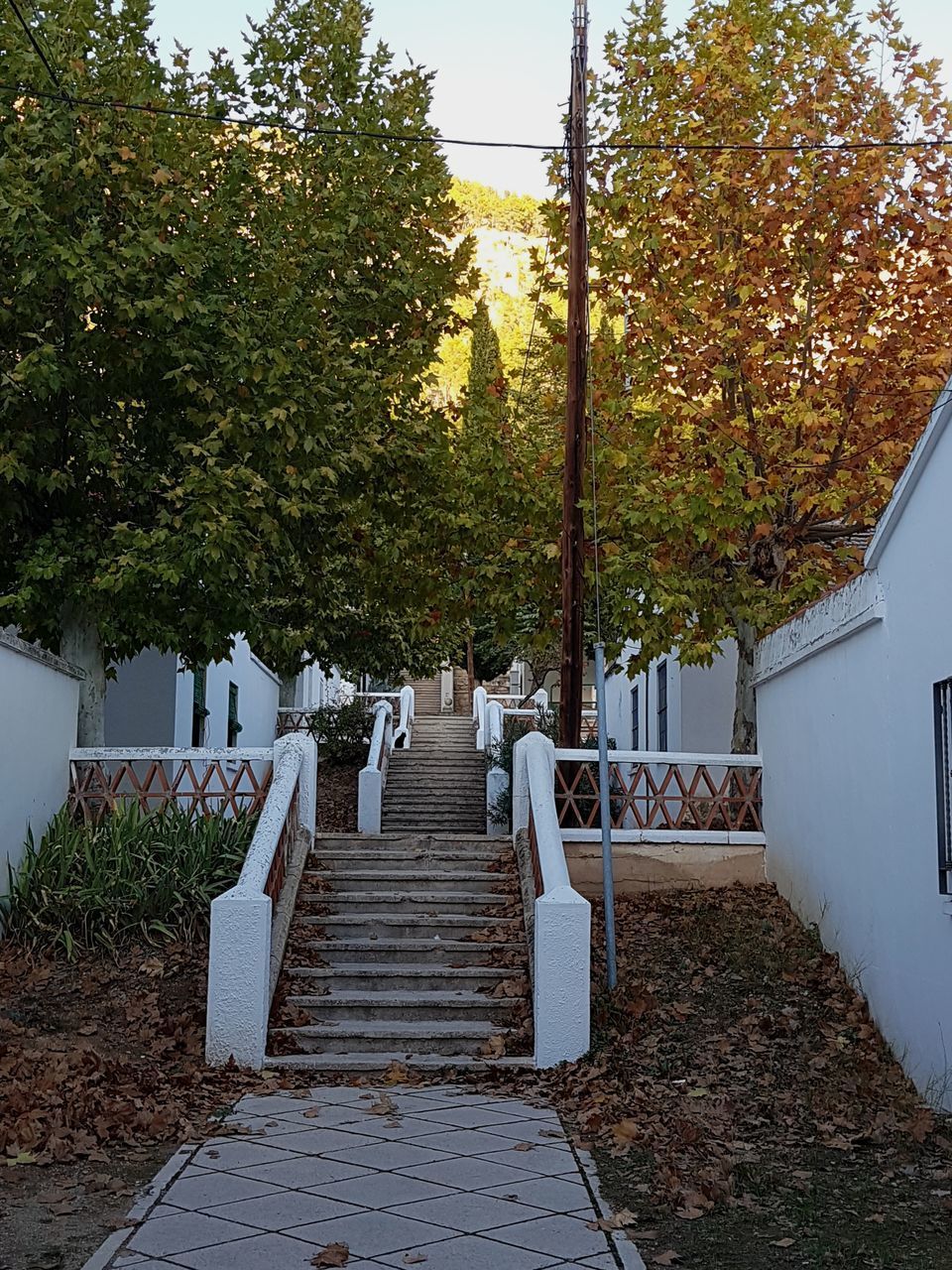 FOOTPATH AMIDST TREES AND BUILDINGS