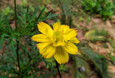 Close-up of yellow flowering plant on field