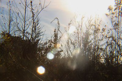 Low angle view of trees against sky