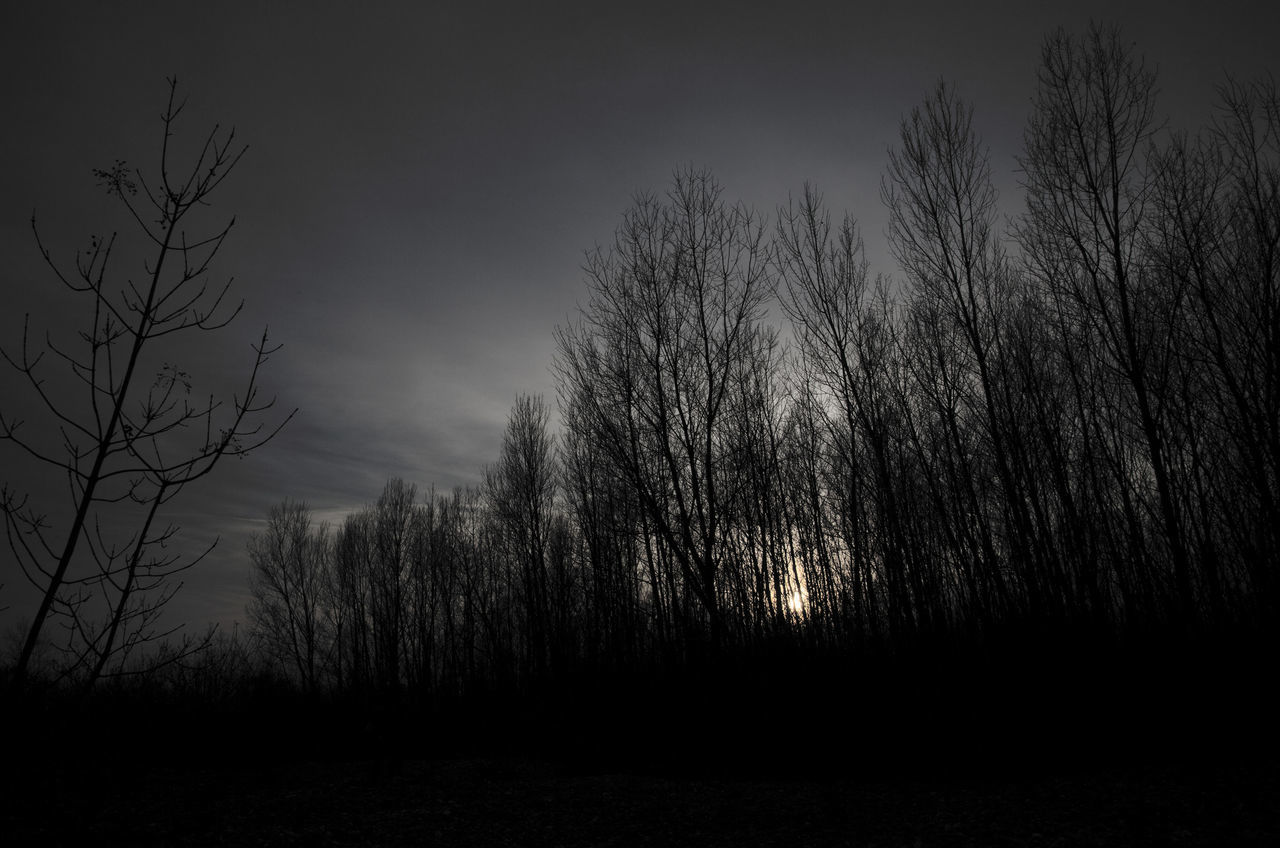 plant, tree, sky, tranquility, bare tree, tranquil scene, beauty in nature, land, silhouette, scenics - nature, no people, nature, non-urban scene, environment, forest, landscape, growth, outdoors, field