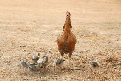 Close-up of bird on field