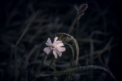 Close-up of wilted flower on field