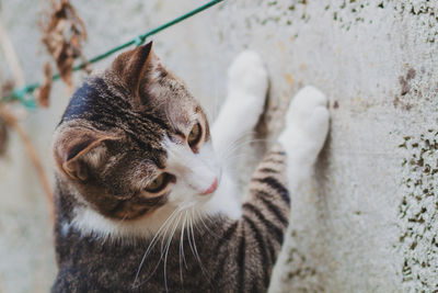 Close-up of cat leaning on wall