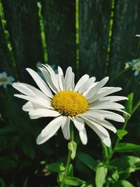 Close-up of white daisy flower