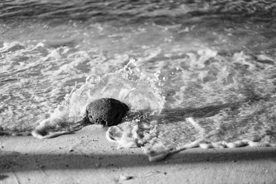 Close-up of turtle on beach