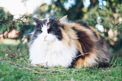 Close-up of cat on grass