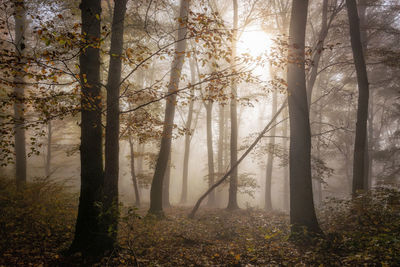 Sunlight streaming through trees in forest