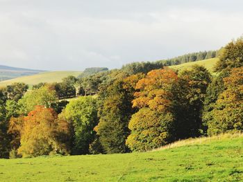 Trees on countryside landscape