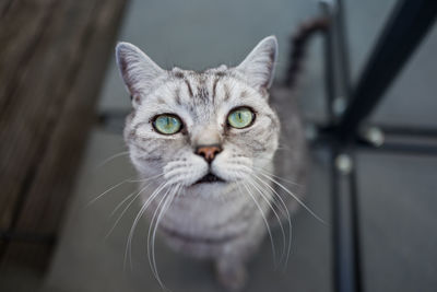 Close-up portrait of cat