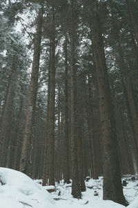 Scenic view of snow covered forest