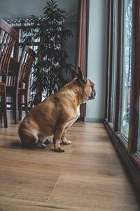 Side view of dog sitting on floor at home