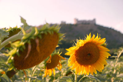 Close-up of sunflower