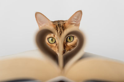 Bengal cat with an open book on a white background. selective focus.