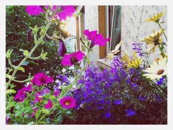 Close-up of purple flowers blooming outdoors