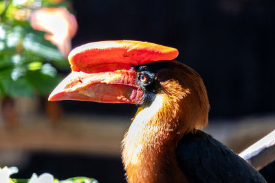 Close-up of bird