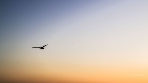 Low angle view of silhouette bird flying against clear sky