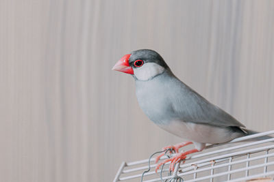 Close-up of bird perching on railing