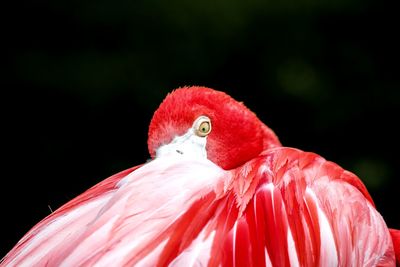 Close-up portrait of bird