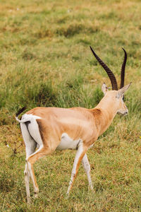 Deer standing on grassy field