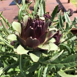 Close-up of purple flowering plant