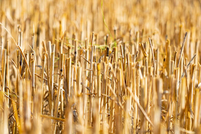 Close-up of stalks in field
