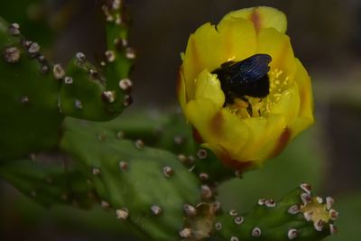 Close-up of insect on yellow flower