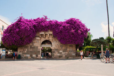 Pink flowering plants by building against sky