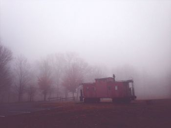 Trees in foggy weather