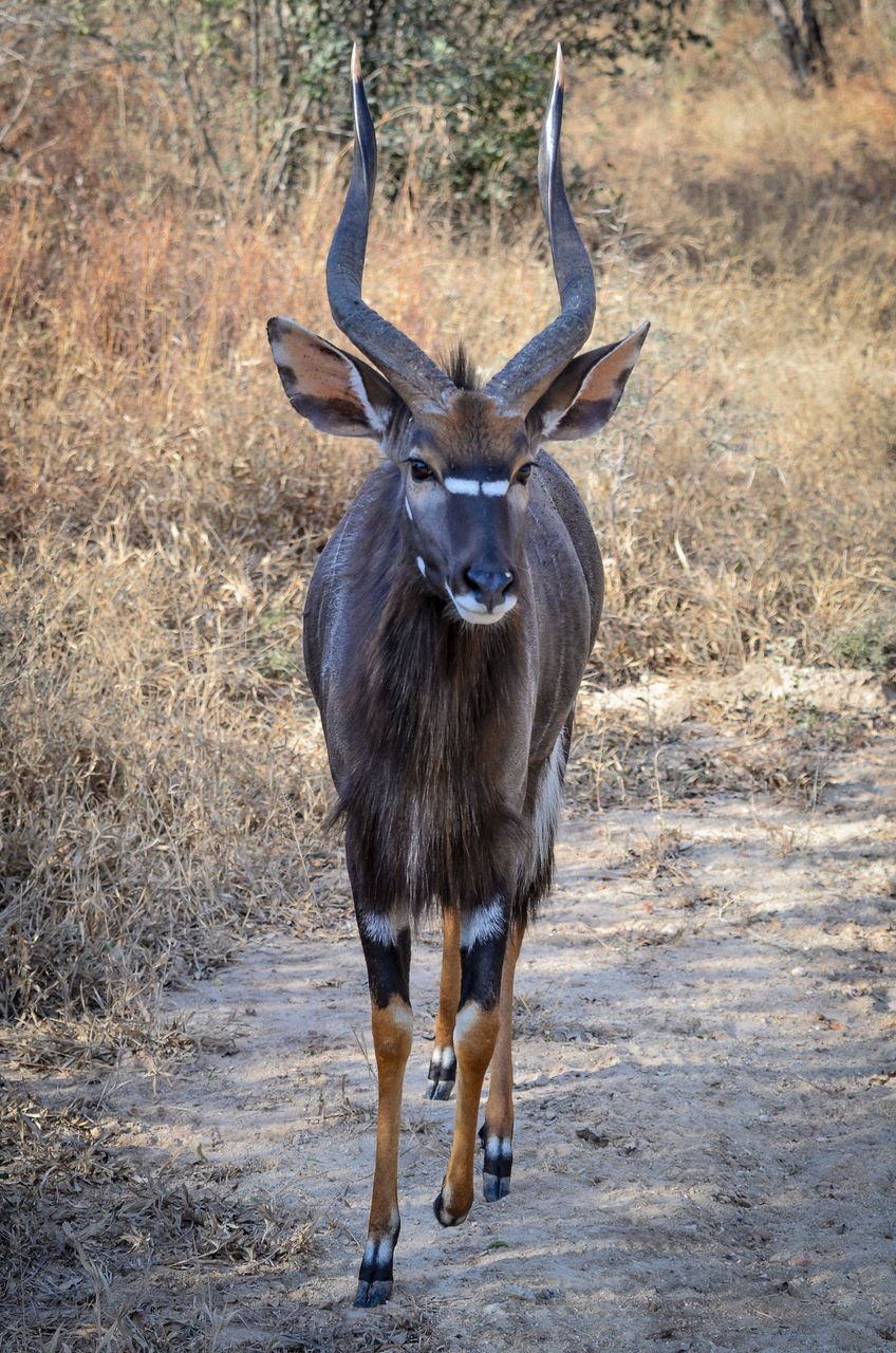 animal themes, one animal, animals in the wild, wildlife, standing, full length, deer, horned, animal head, front view, mammal, looking at camera, herbivorous, safari animals, male animal, zoology, day, stag, national park, outdoors, nature, woodland, non-urban scene, antelope
