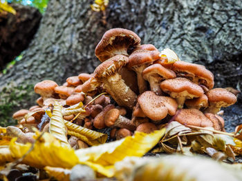 Close-up of mushrooms growing on tree