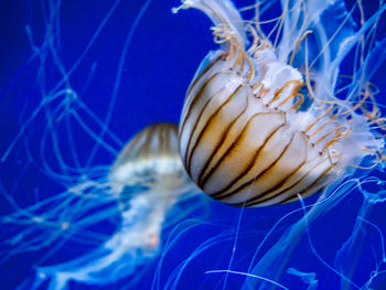 Close-up of jellyfish swimming in sea