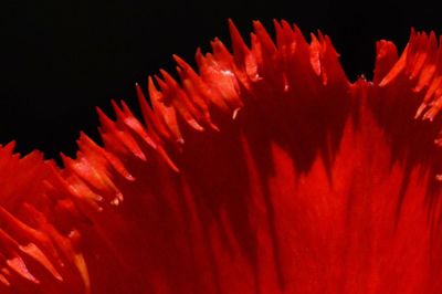 Close-up of red flower