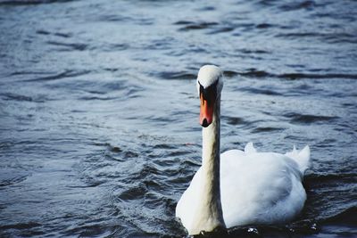 Close-up of swan swimming in lake