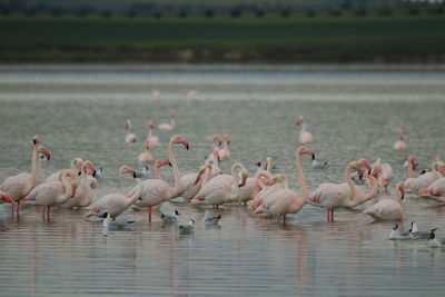 Flamingo birds in salt lake