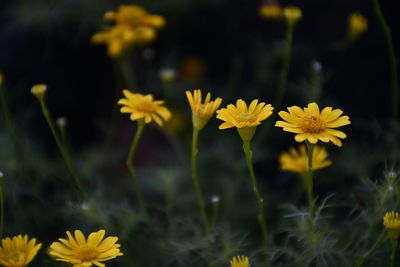 Close-up of yellow flowering plant on field
